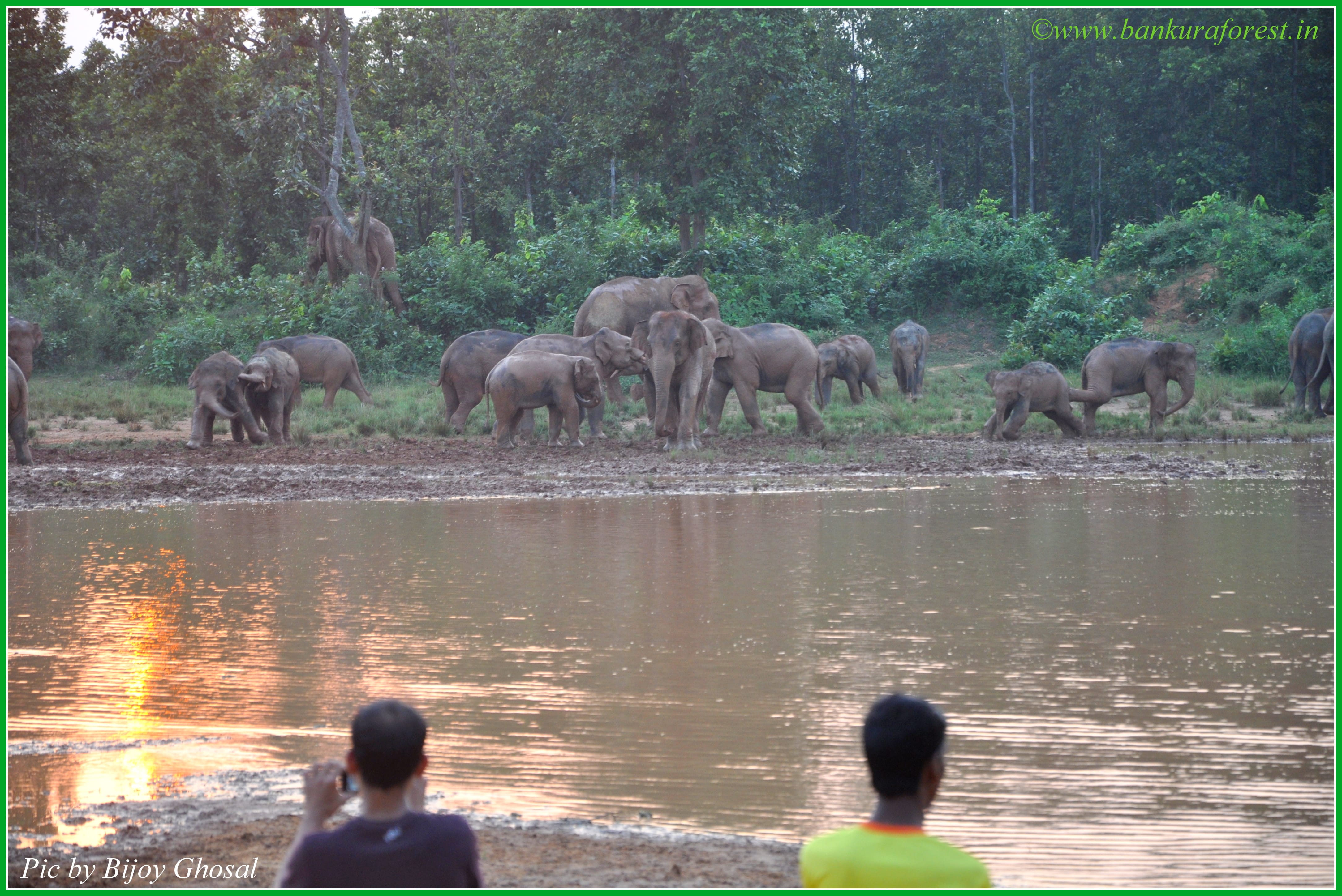 Gallery Bankura District Forest